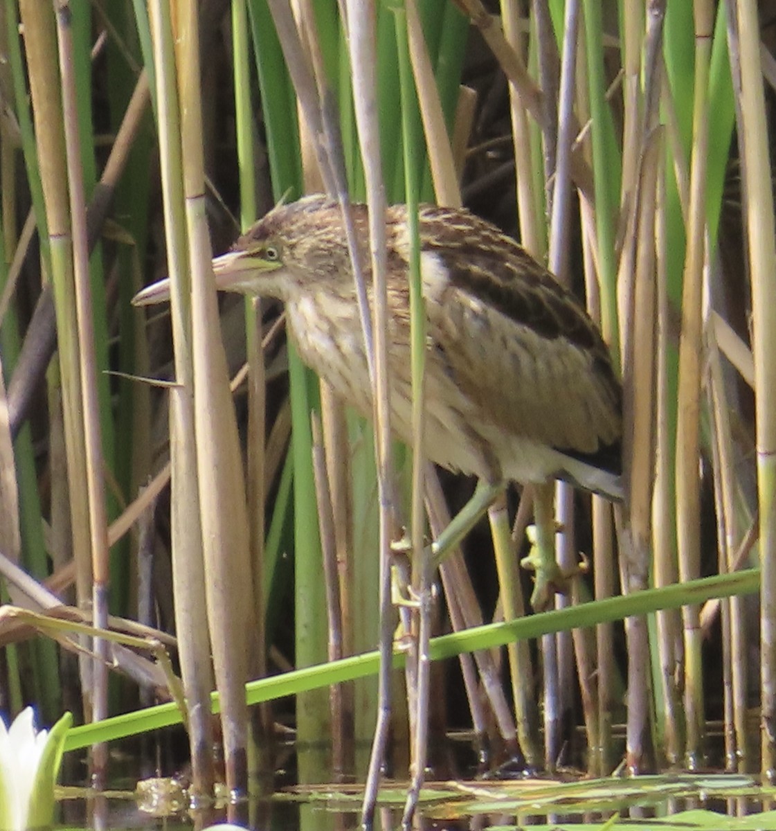 Little Bittern (Little) - ML638796240