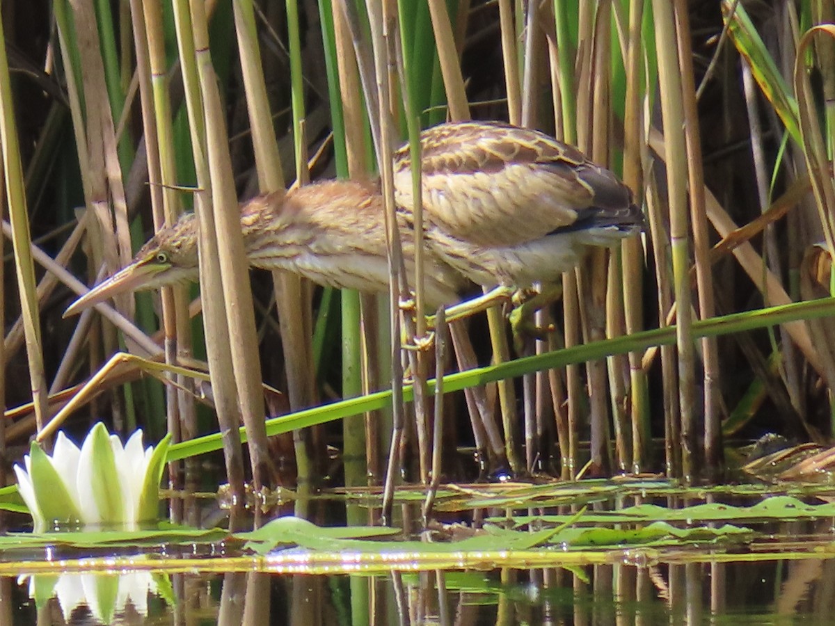 Little Bittern (Little) - ML638796242