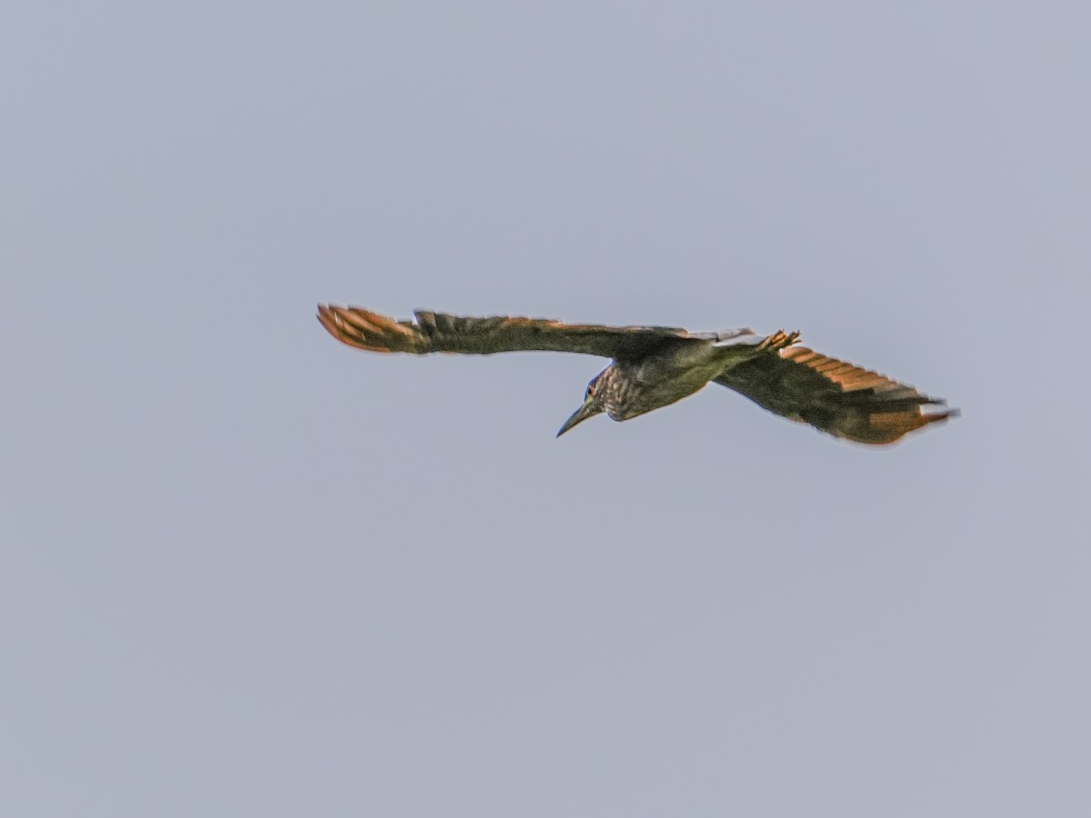 Black-crowned Night Heron - ML638796244