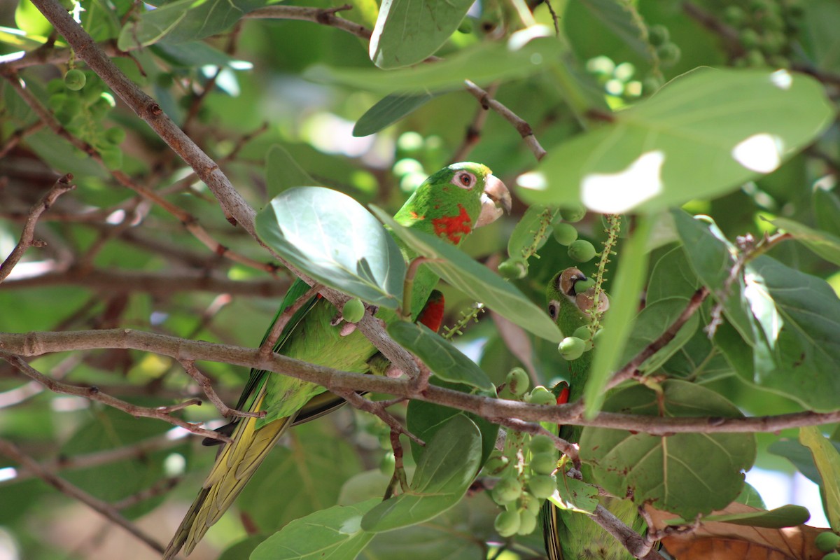 White-eyed Parakeet - ML638796245