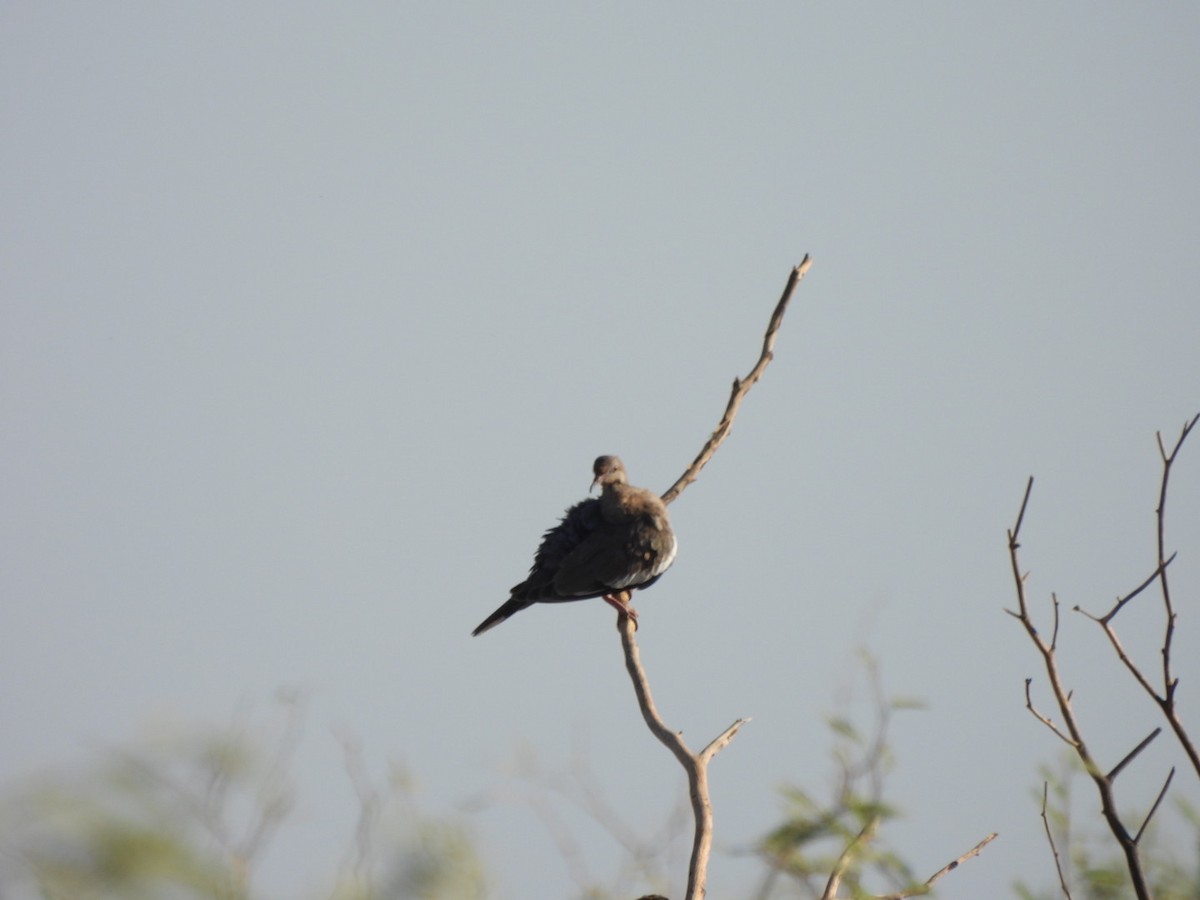 White-winged Dove - ML638796246