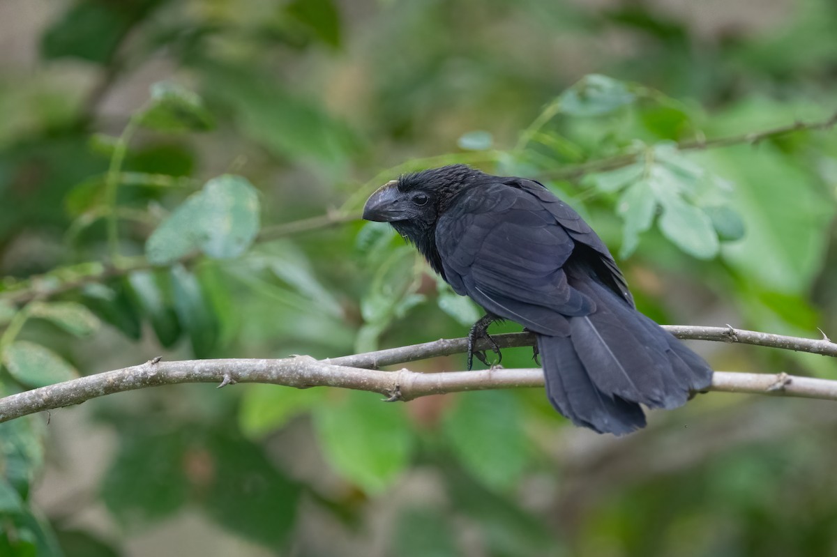 Smooth-billed Ani - ML638796248