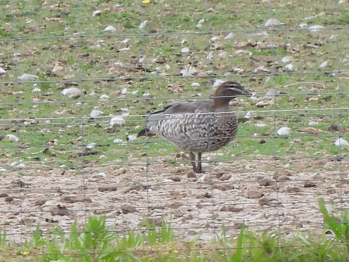 Maned Duck - ML638796249