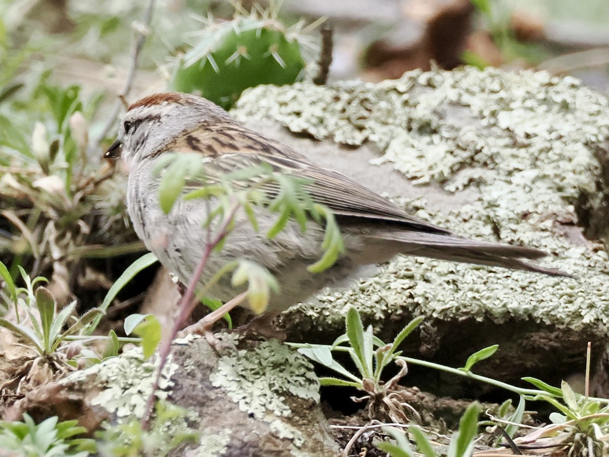 Chipping Sparrow - ML638796250