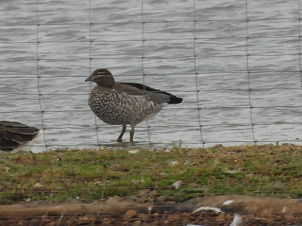 Maned Duck - ML638796251