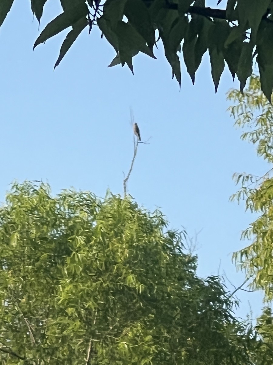 Mississippi Kite - ML638796255