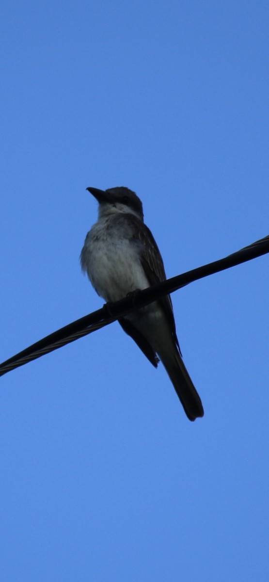 Gray Kingbird - ML638796259