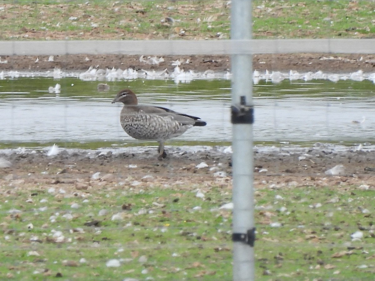 Maned Duck - ML638796265