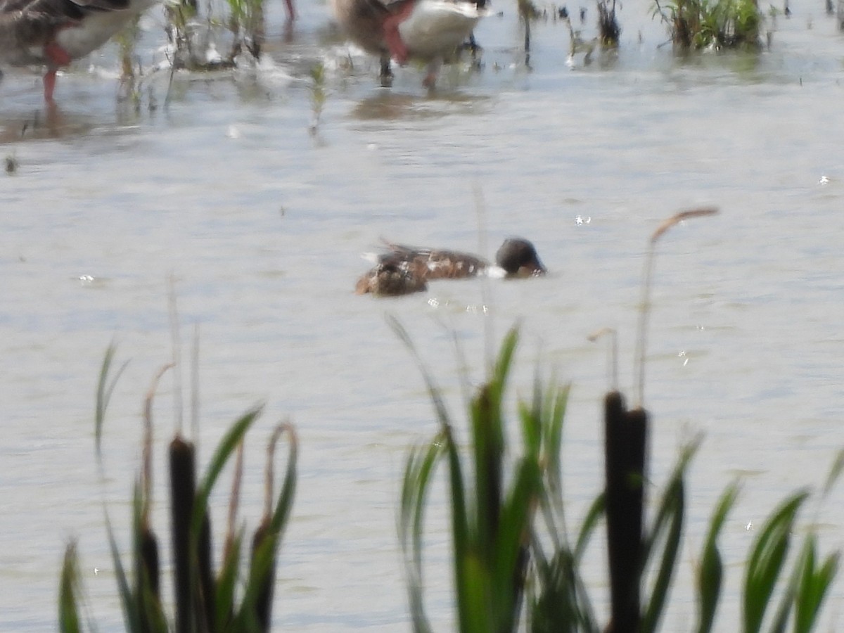 Northern Shoveler - ML638796268