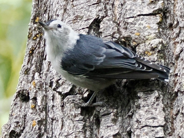 White-breasted Nuthatch - ML638796290