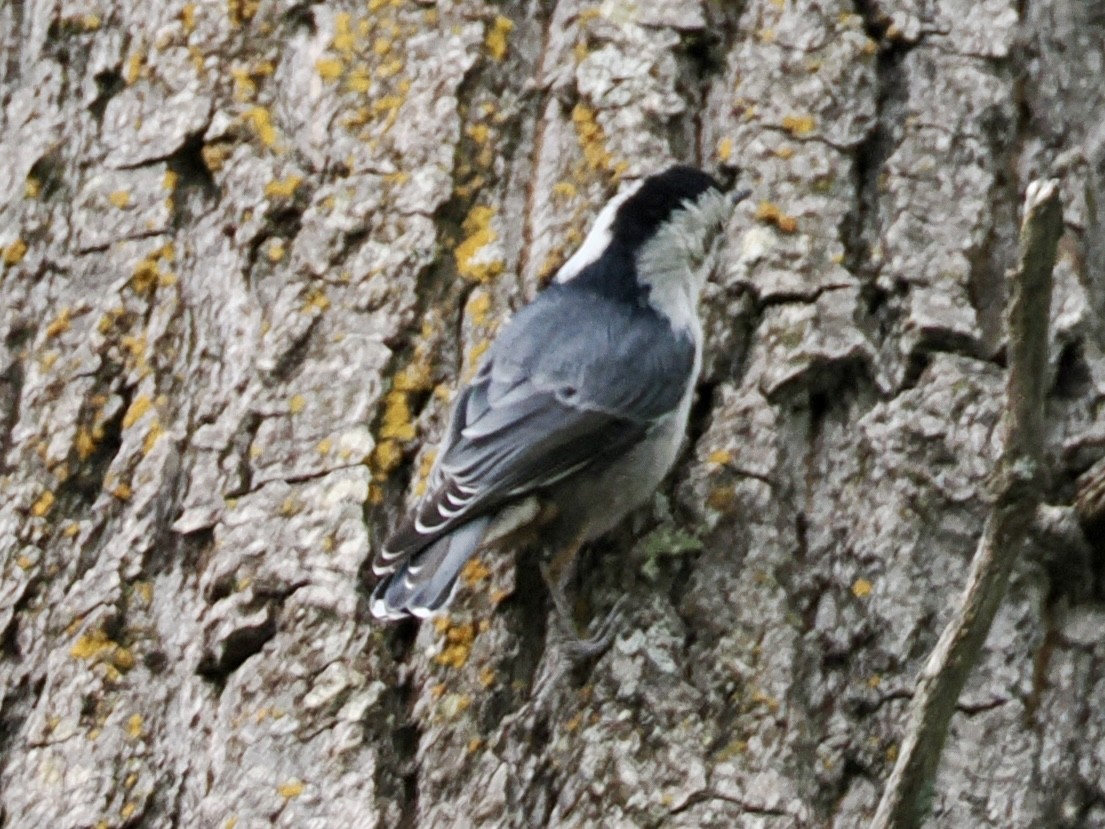 White-breasted Nuthatch - ML638796291