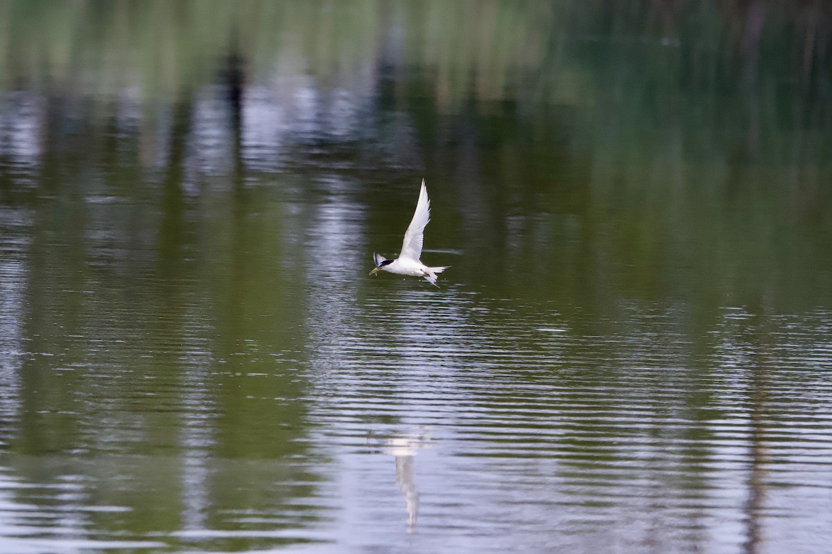 Least Tern - ML638796292