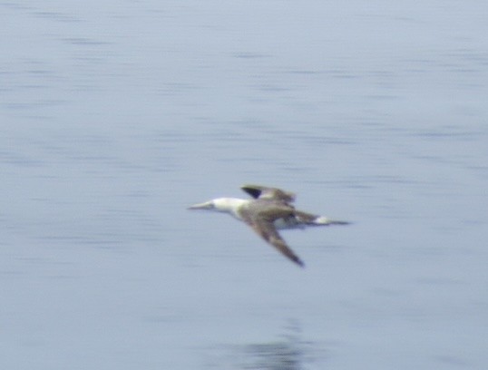 Northern Gannet - ML638796297