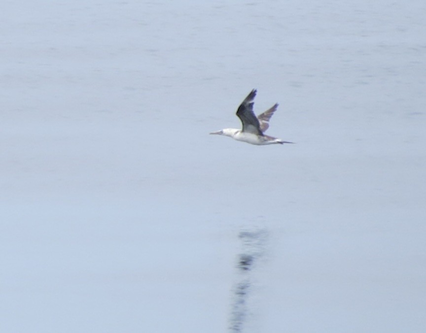 Northern Gannet - ML638796304