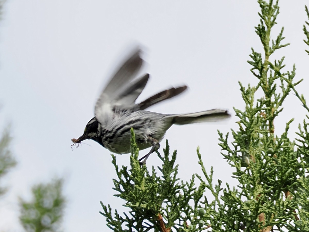 Black-throated Gray Warbler - ML638796342