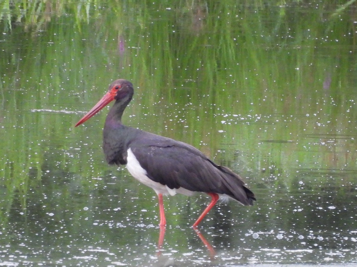 svartstork - ML638796365