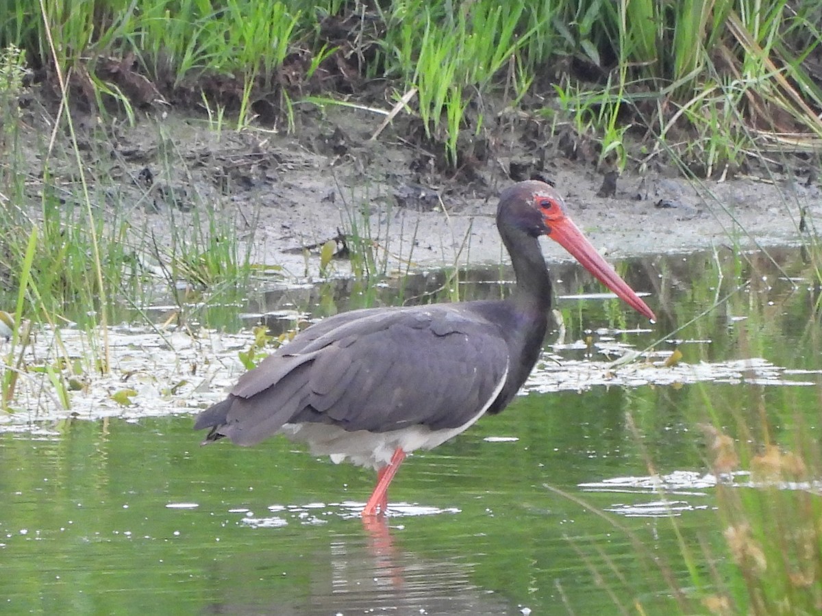 svartstork - ML638796373