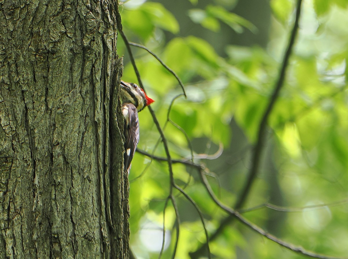 Pileated Woodpecker - ML638796390
