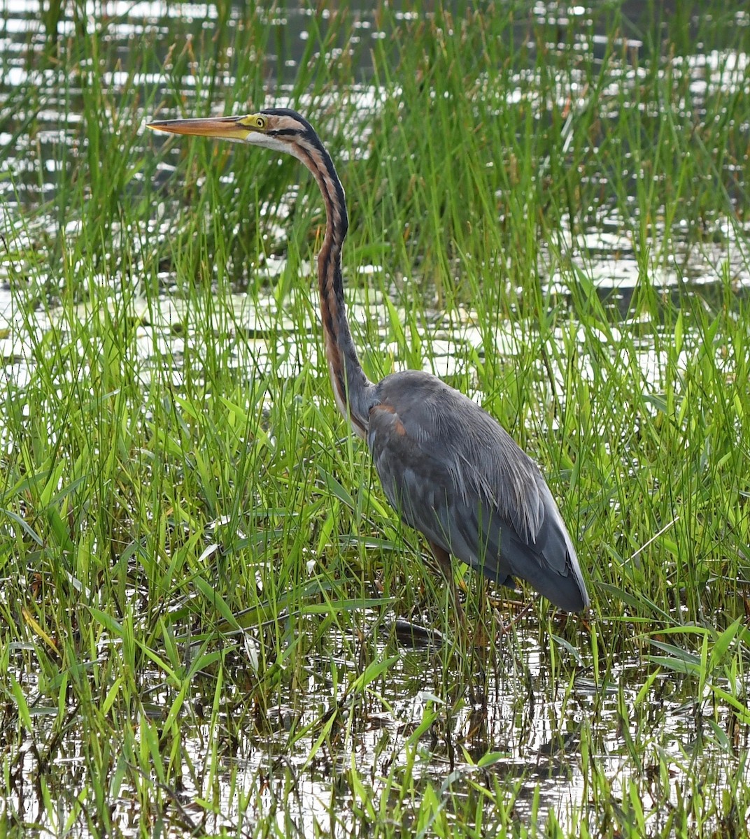 Purple Heron - ML63879641