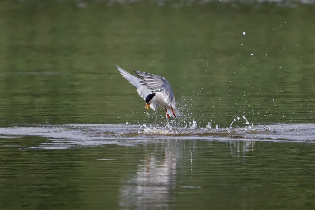 Forster's Tern - ML638796420