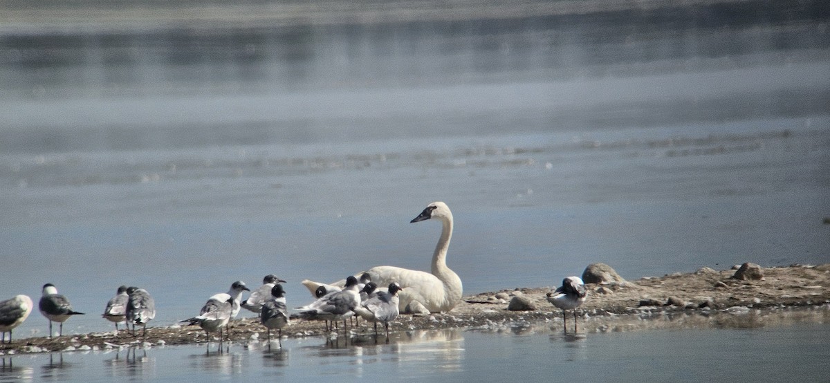 小天鵝 - ML638796434