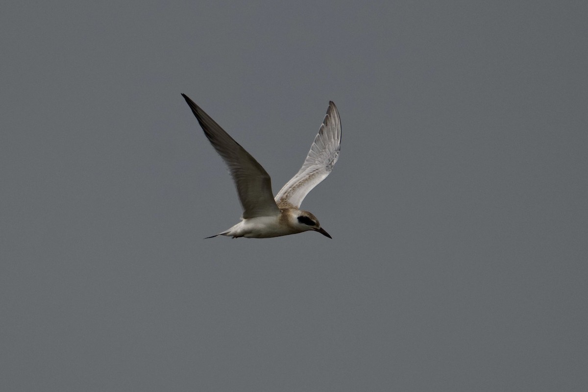 Forster's Tern - ML638796460