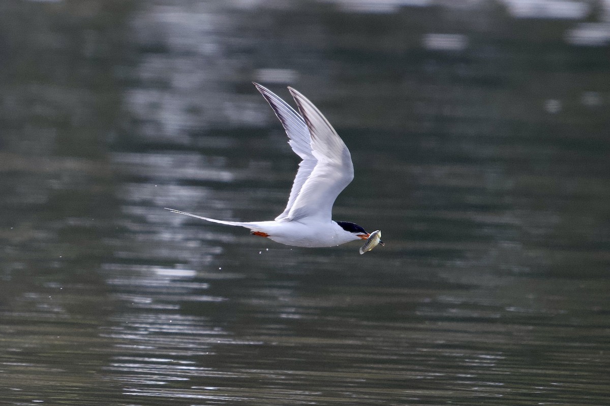 Forster's Tern - ML638796509