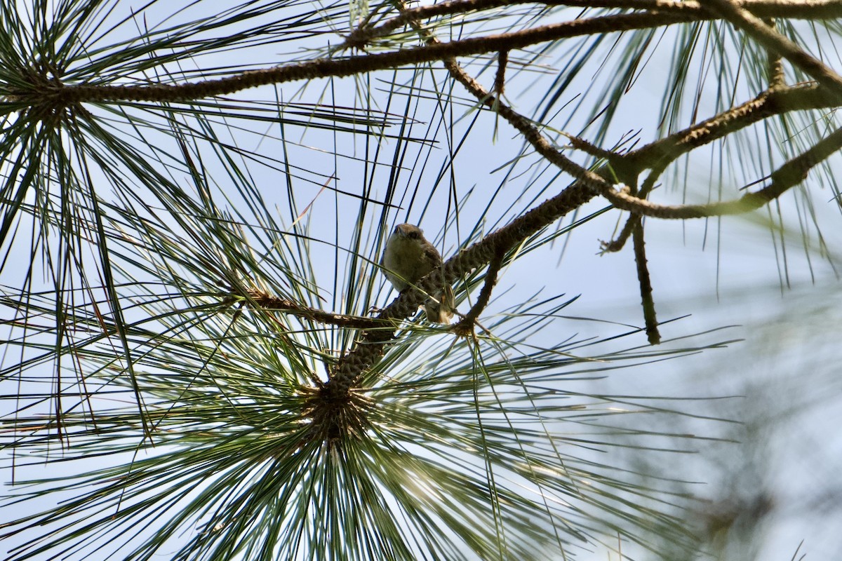 Brown-headed Nuthatch - ML638796532