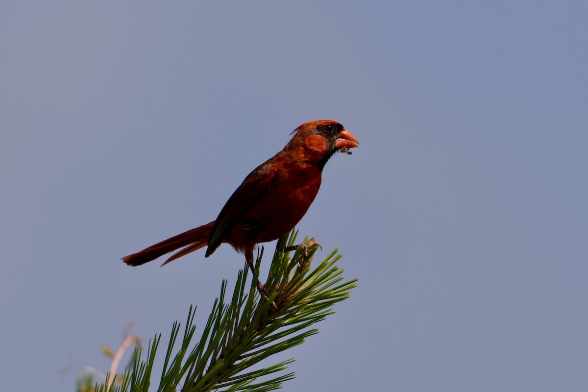 Northern Cardinal - ML638796548