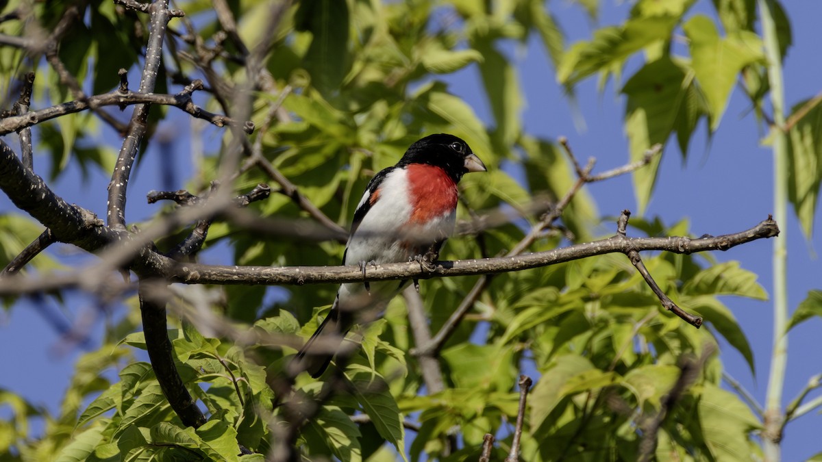 Rose-breasted Grosbeak - ML638796552