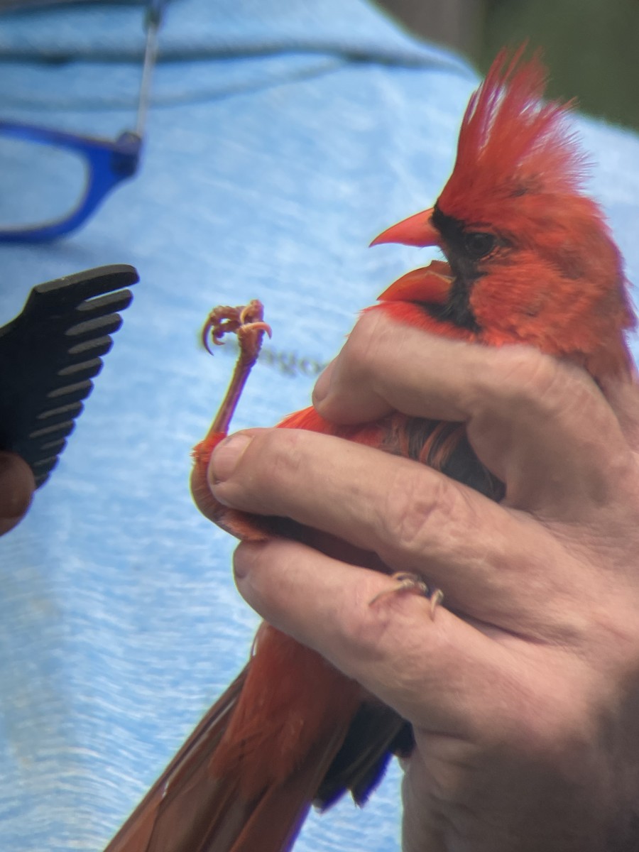 Northern Cardinal - ML638796565