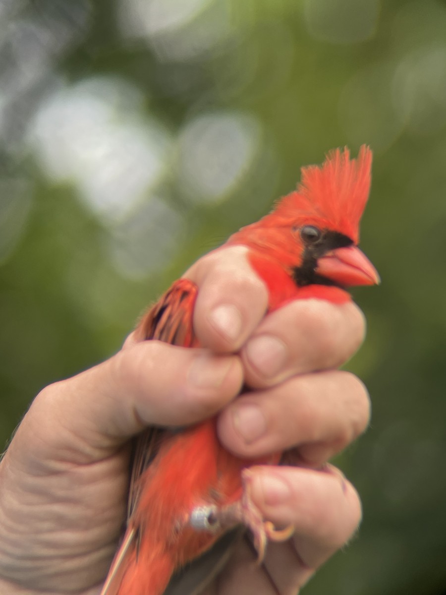 Northern Cardinal - ML638796566