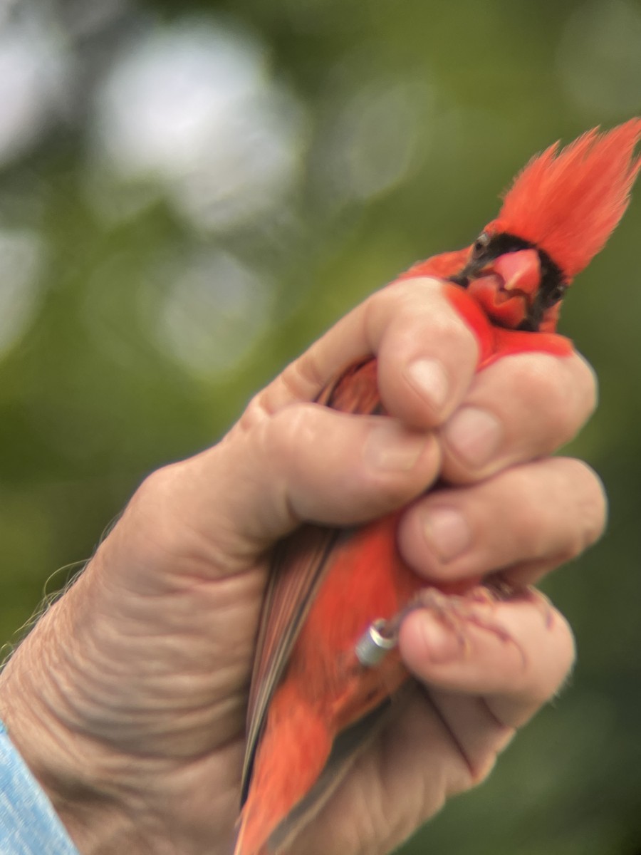 Cardinal rouge - ML638796567