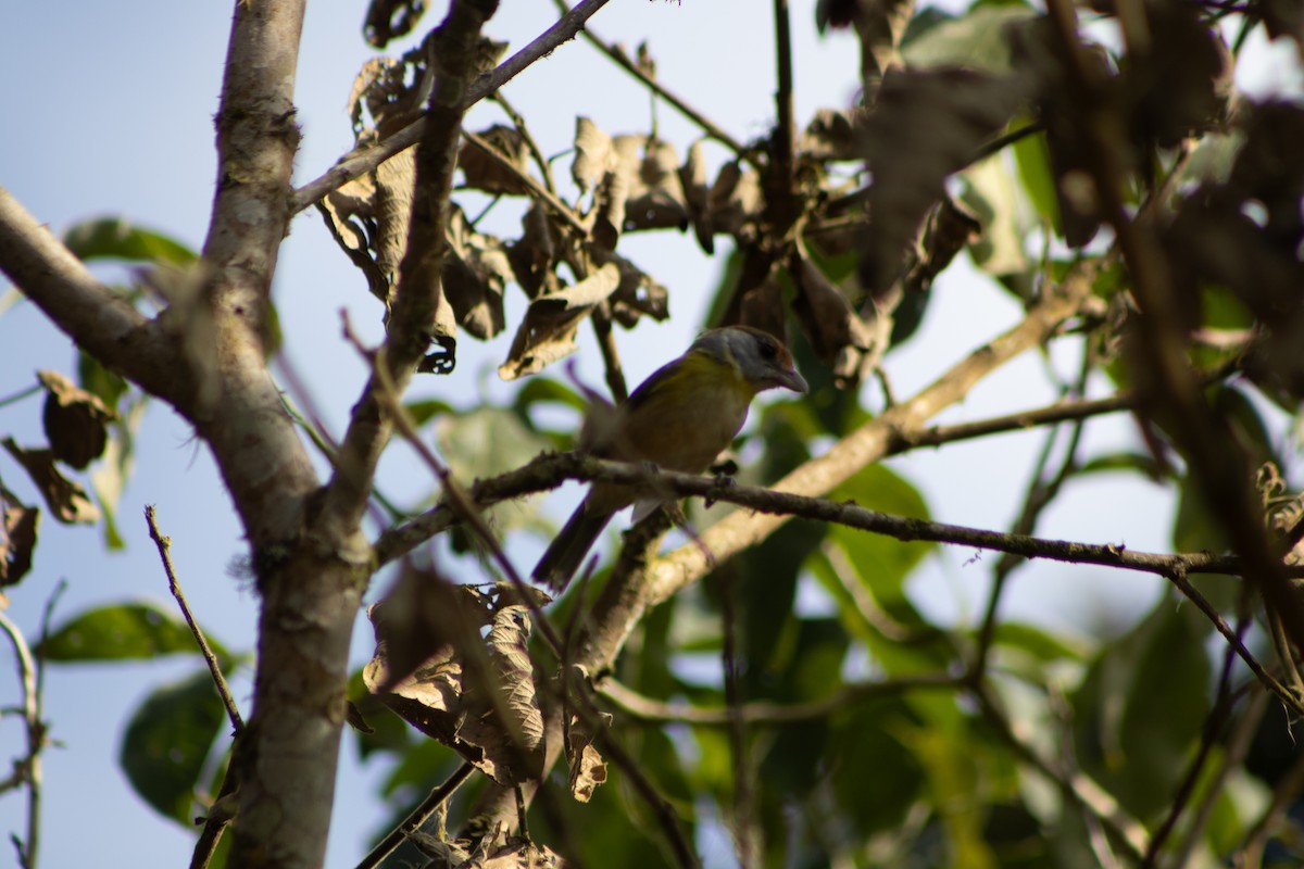 Rufous-browed Peppershrike - ML638796588
