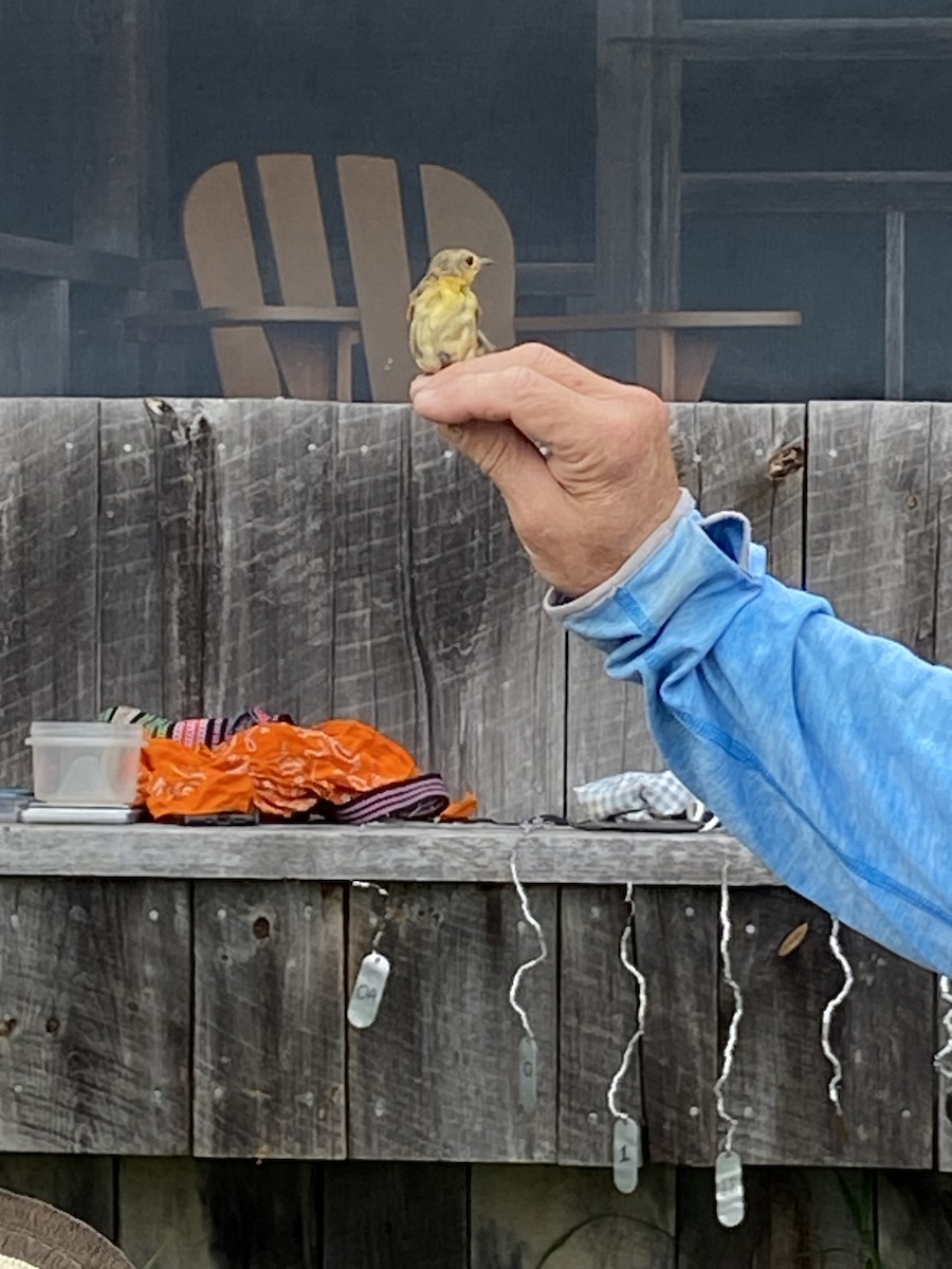 Common Yellowthroat - ML638796592