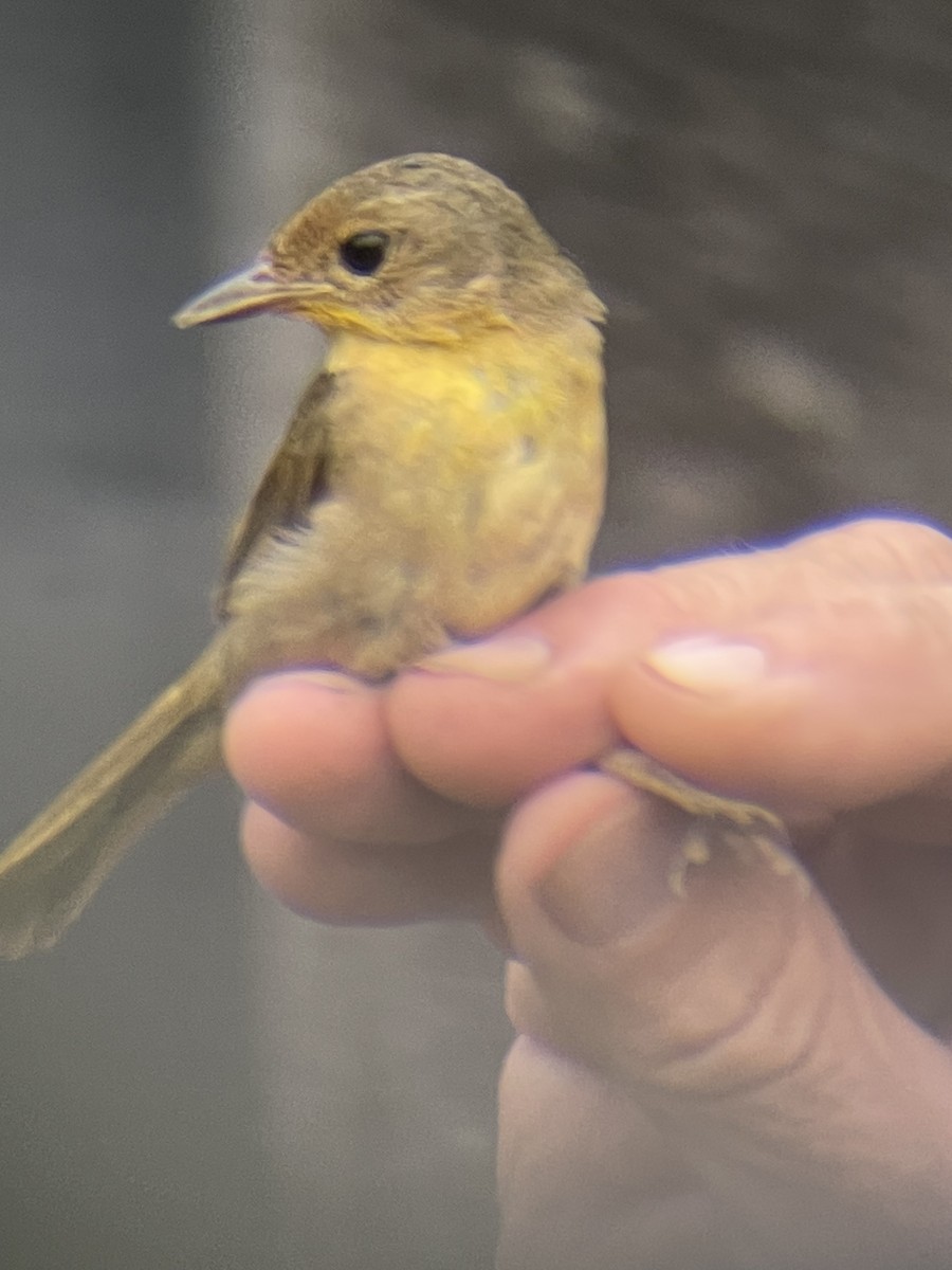 Common Yellowthroat - ML638796593