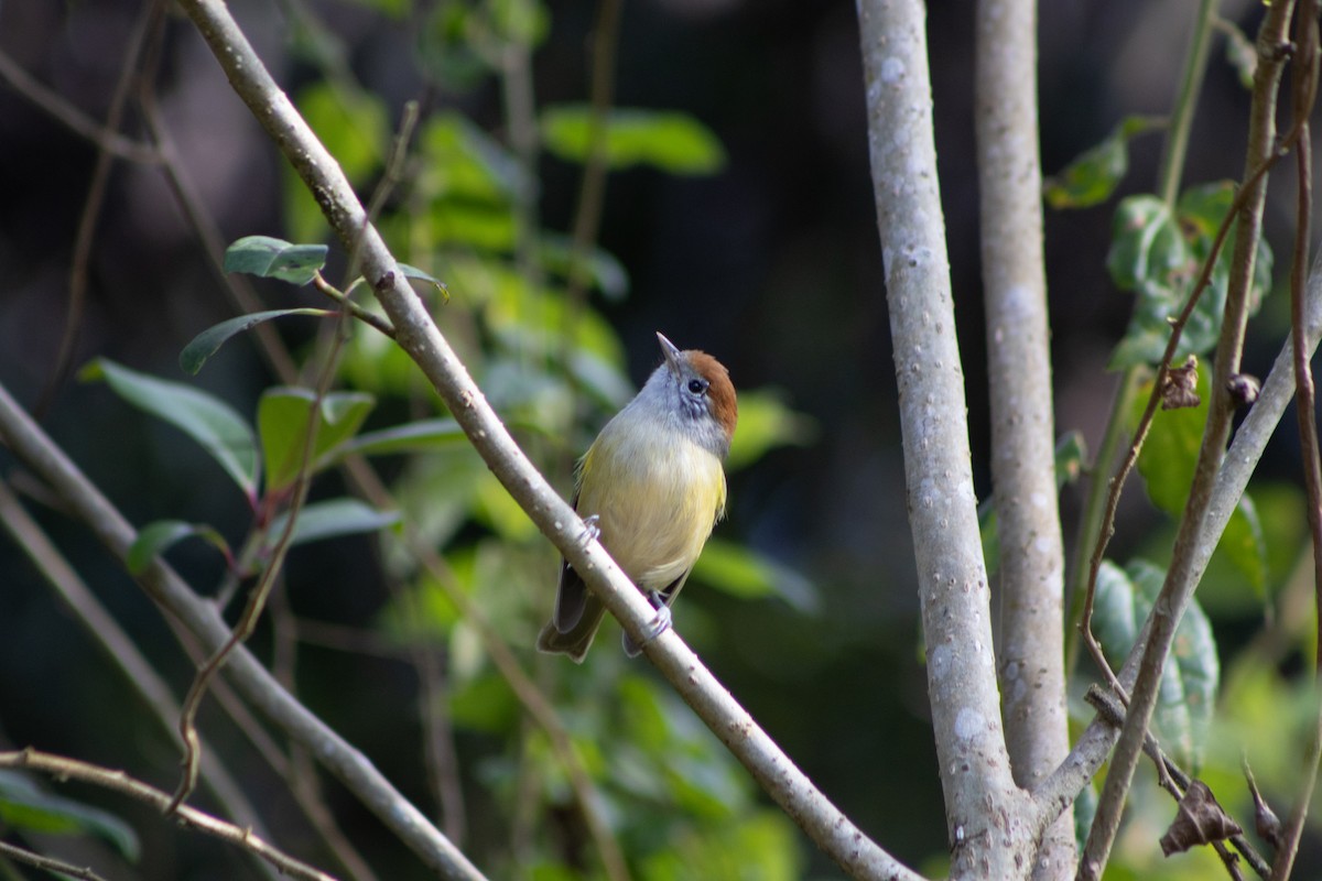 Rufous-crowned Greenlet - ML638796604