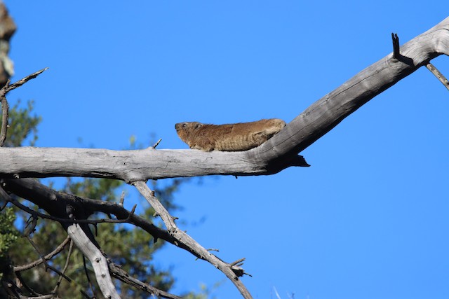 Small Mammals