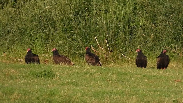 Turkey Vulture - ML638796623