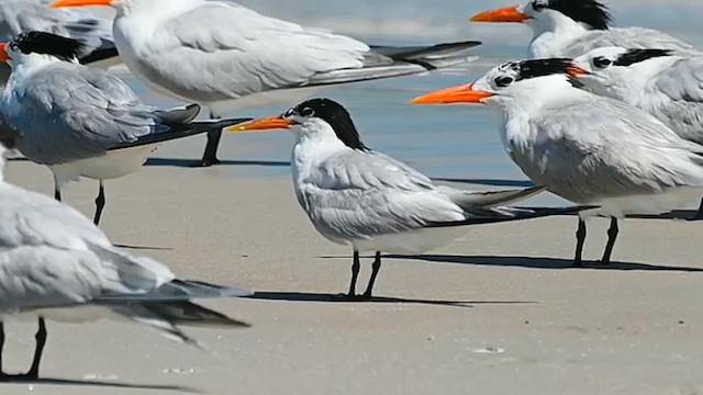 Elegant Tern - ML638796648