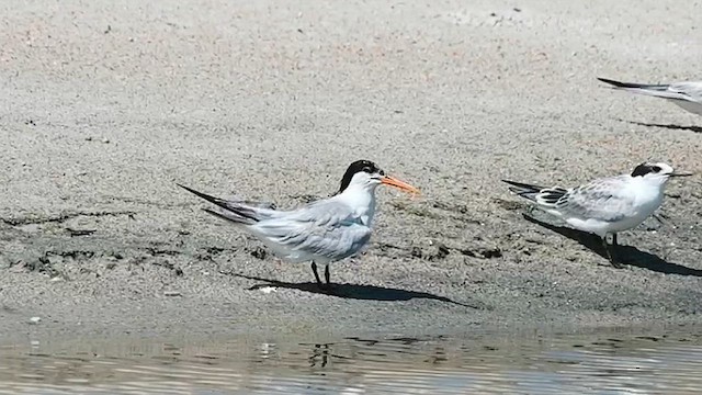 Elegant Tern - ML638796649