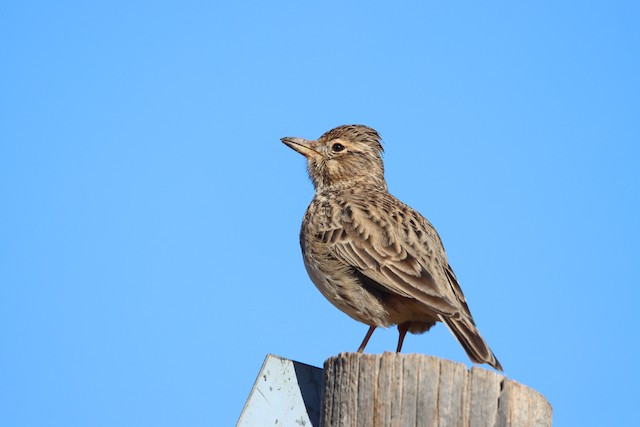Larks & Pipits