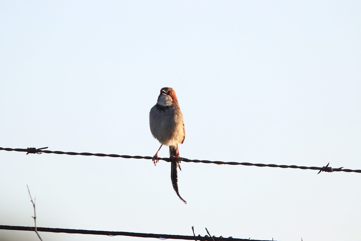 Rufous-eared Warbler - ML638796667