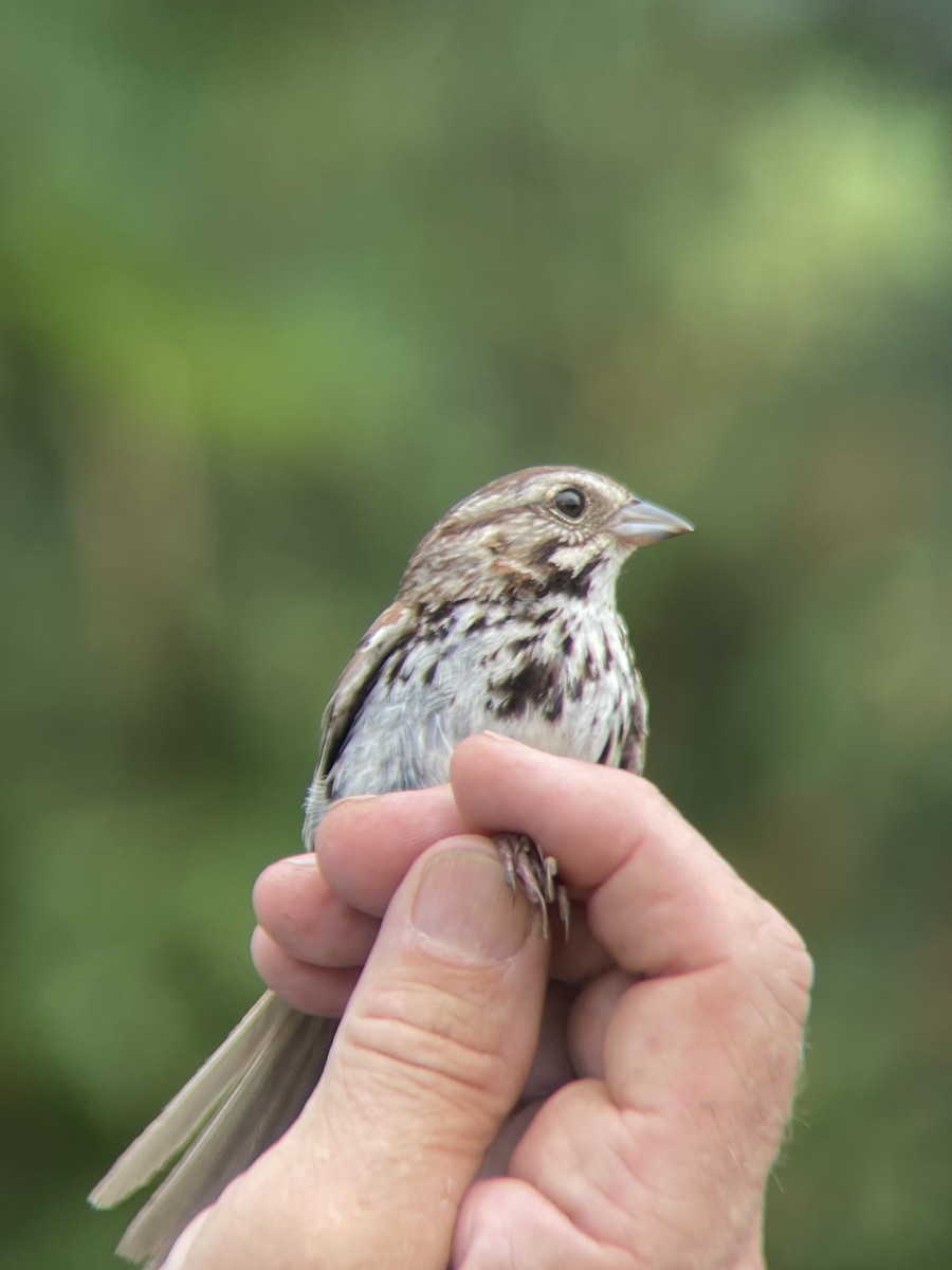 Song Sparrow - ML638796670