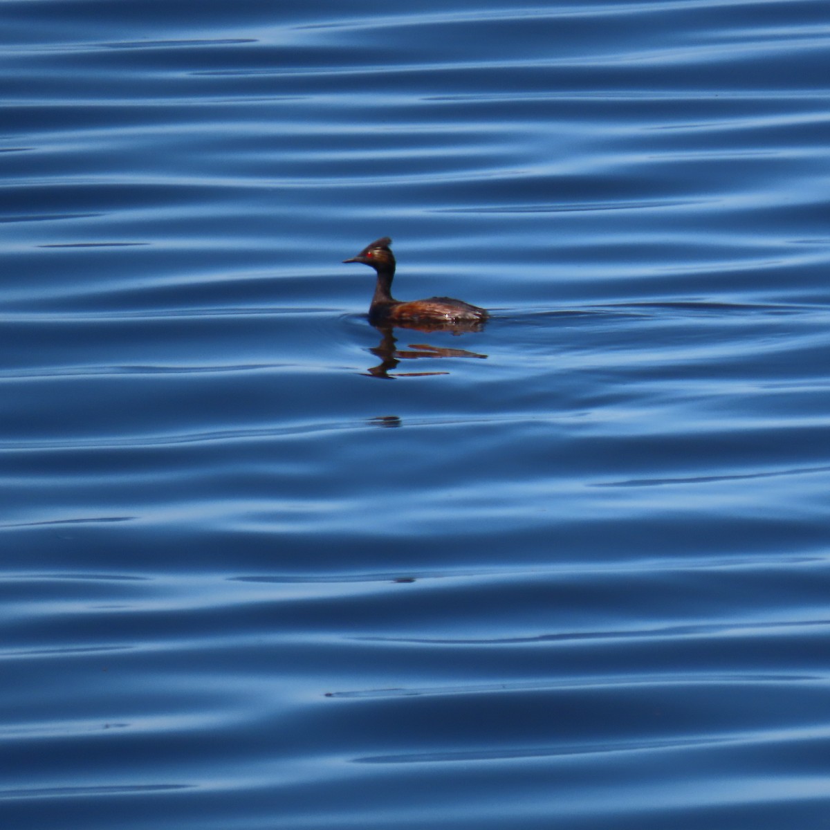 Eared Grebe - ML638796672