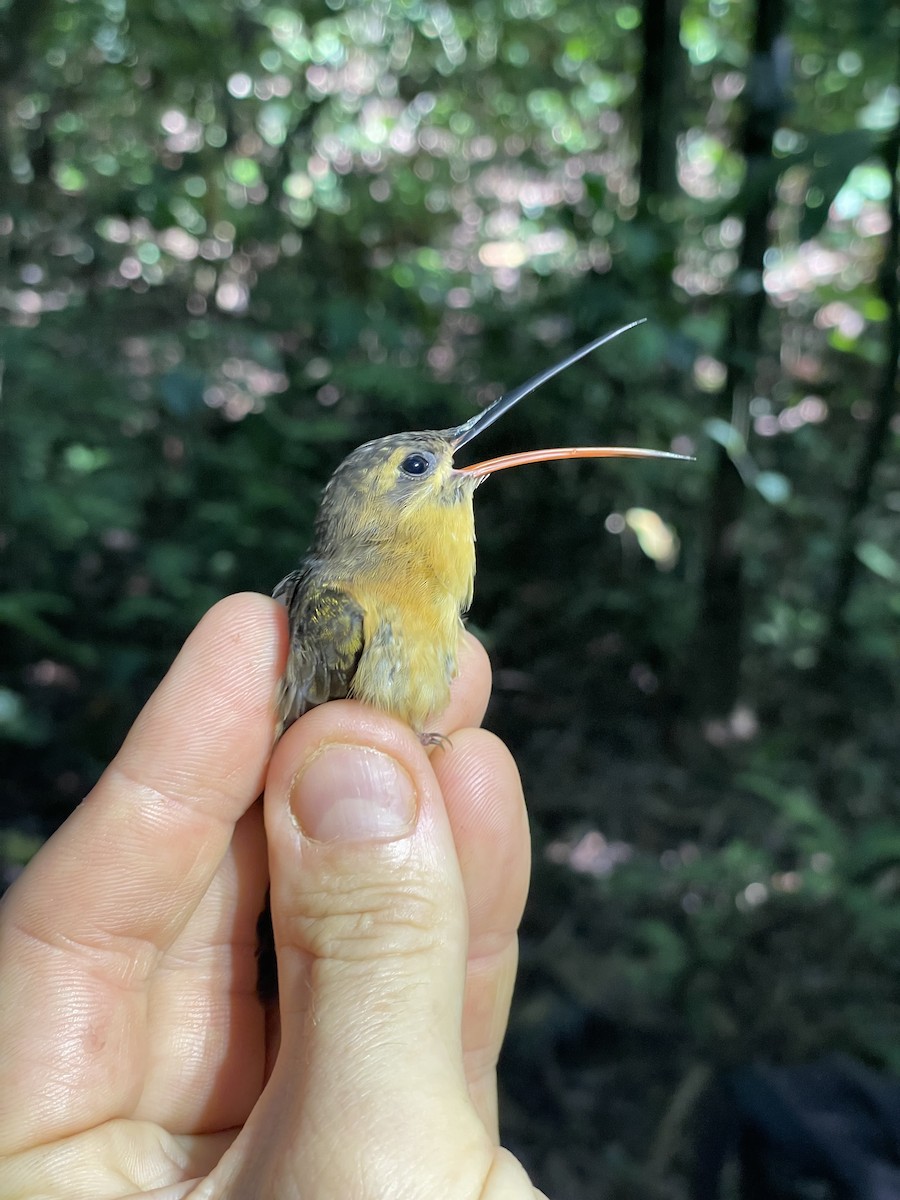 Needle-billed Hermit - ML638796694