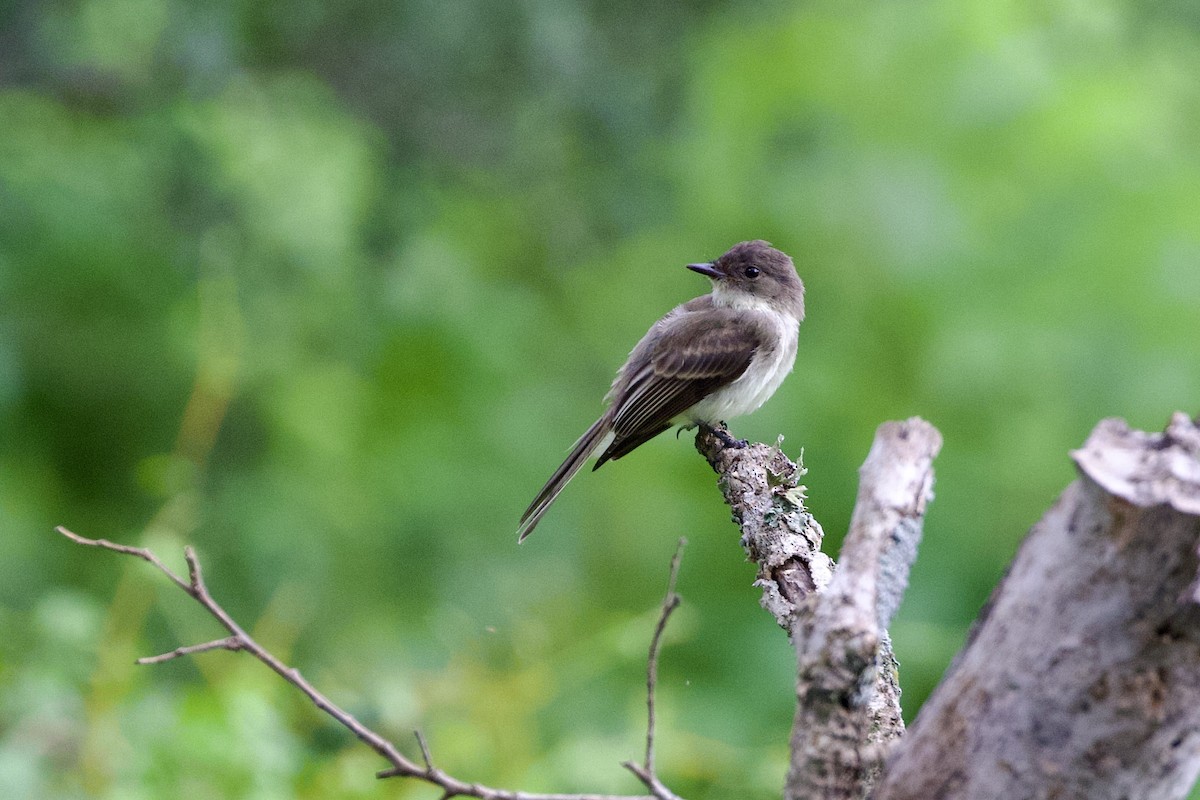 Eastern Phoebe - ML638796706