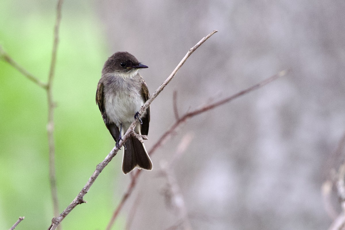 Eastern Phoebe - ML638796707