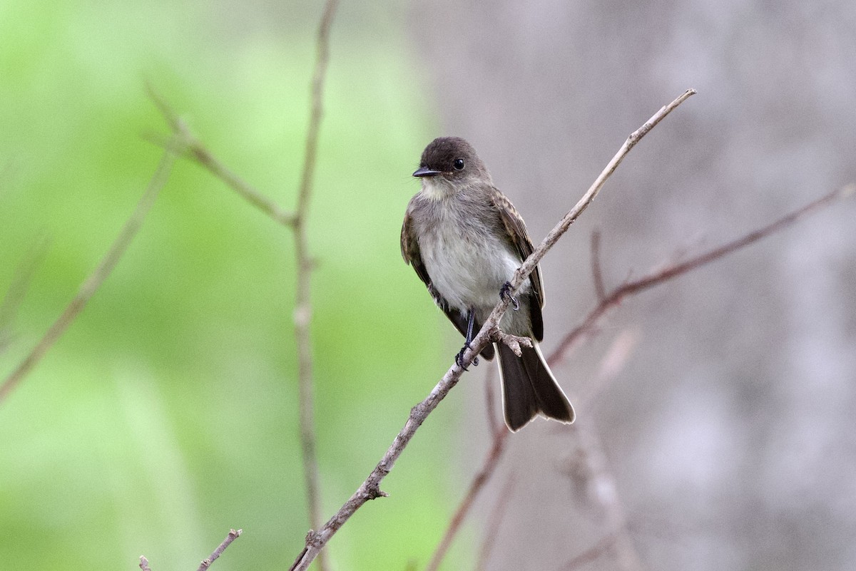 Eastern Phoebe - ML638796708
