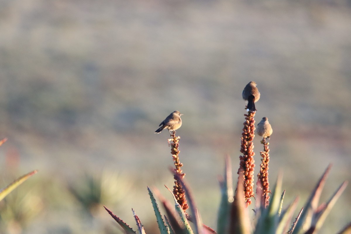 Karoo Scrub-Robin - ML638796717
